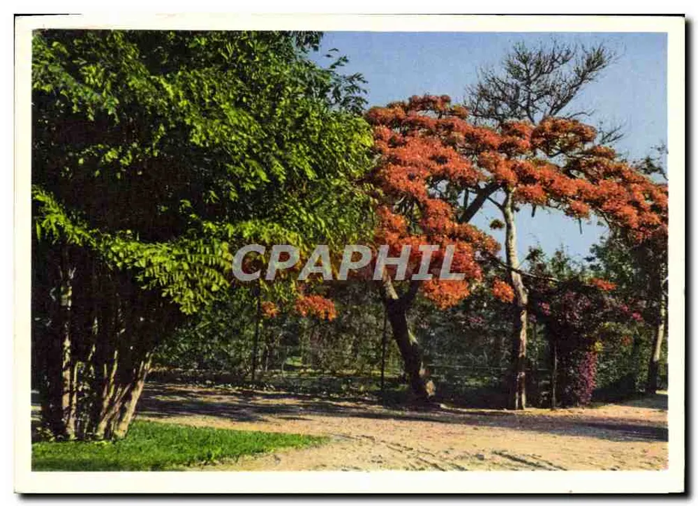Caryota urens — Flammenbaum — Buchhandlung Clairafrique - Vorderseite