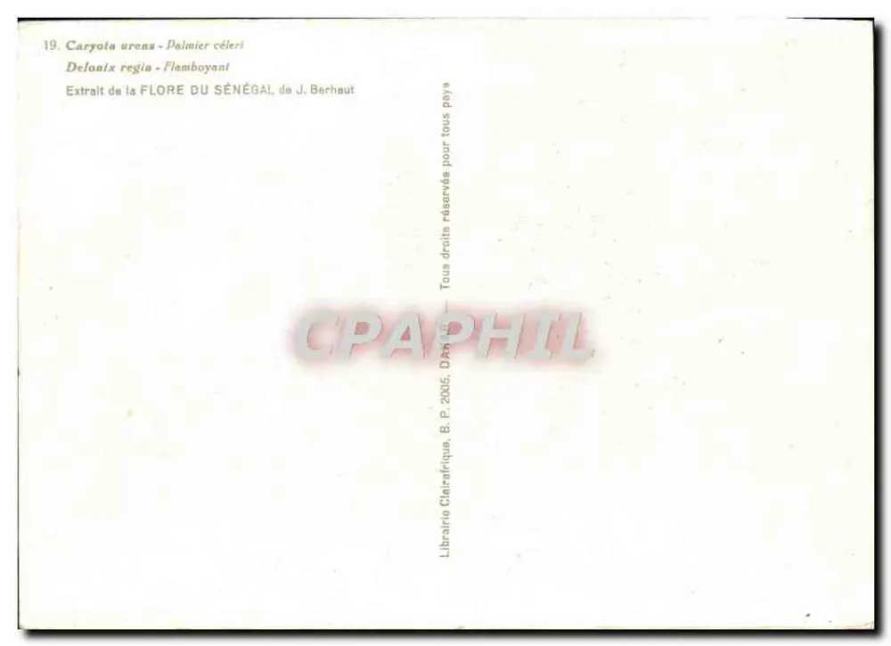 Caryota urens — Flammenbaum — Buchhandlung Clairafrique - Rückseite