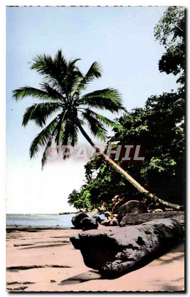 Plage tropicale — palmier et tronc d'arbre sur sable — éditeur Africolor, n° 921 - Frente