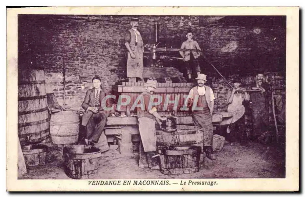 Colheita de uvas no Maconnais — O Prelo - Frente