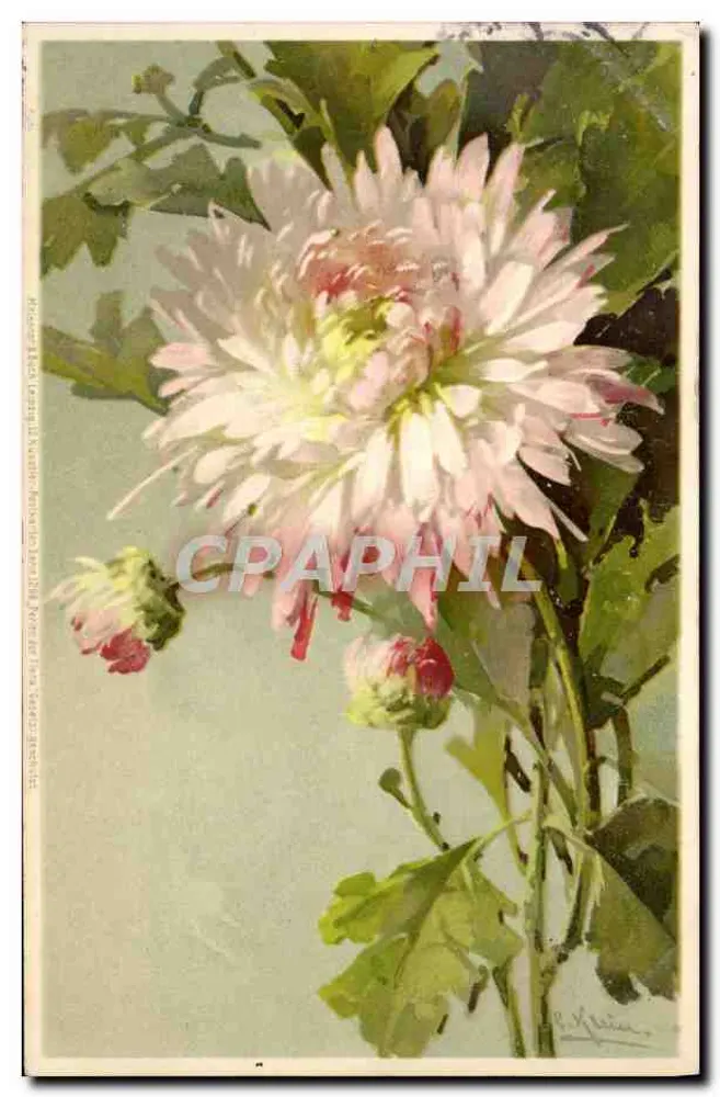 Crizântemo — pintura aquarelada — editor H. Klein, n° 148 - Frente