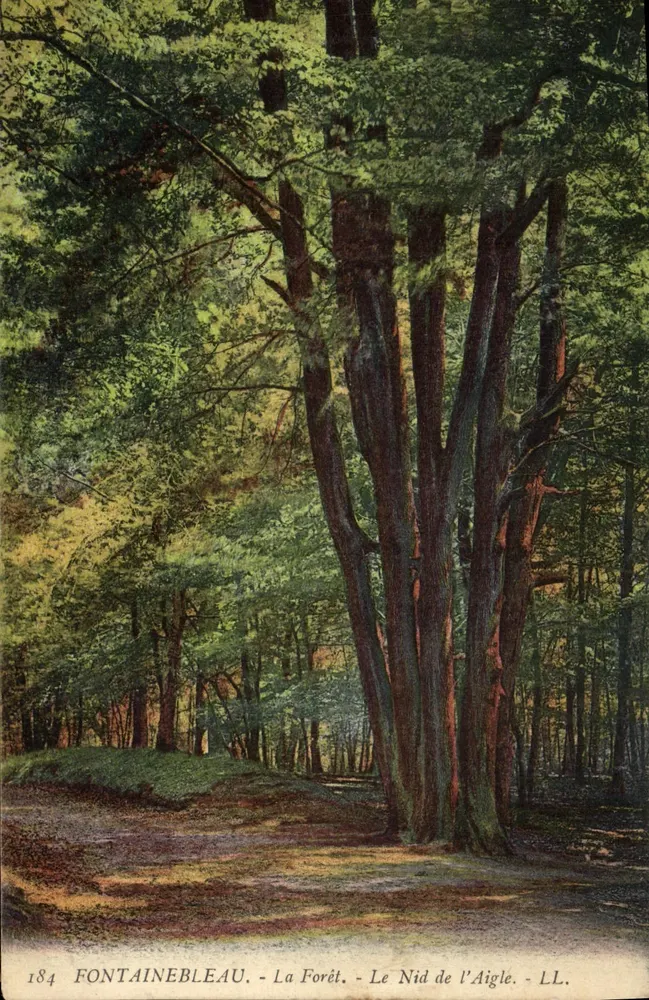 Fontainebleau - Die Wälder - Der Adlerhorst - LL. - N°184 - Vorderseite