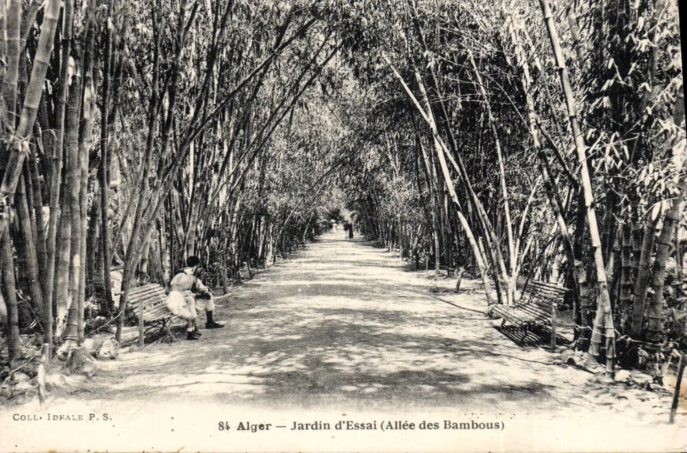 Alger — Versuchsgarten (Bambusallee) — Coll. Idrale P.S. n°84 - Vorderseite