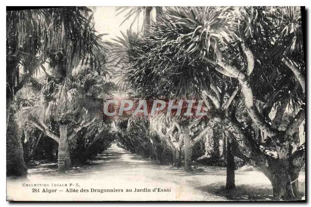 Alger — Allée der Dragonniers im Jardin d'Essai — Ideal Collection P.-S. n°284 - Vorderseite