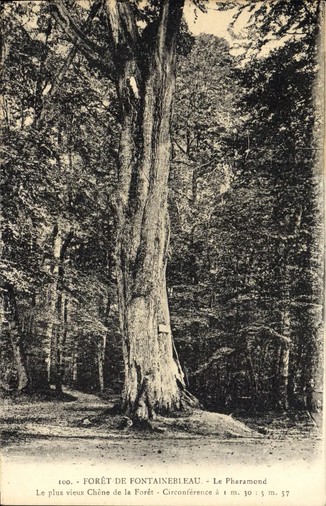 Forêt de Fontainebleau — Der älteste Eichenbaum — Umfang bei 1 m. 30 : 5 m. 57 - Vorderseite