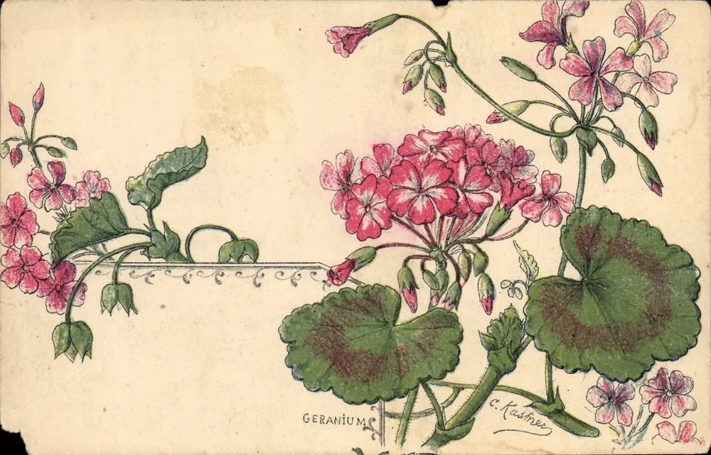 Gerânio — ilustração botânica — C. Kastree - Frente