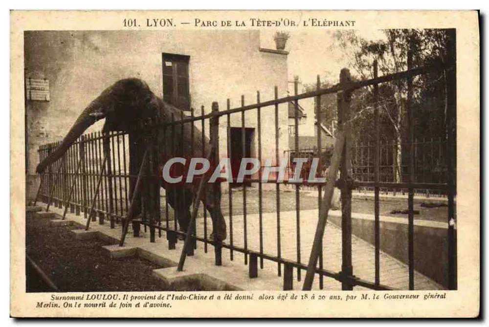 LYON — PARK DER TÊTE-D'OR, DER ELEPHANT — BEZEICHNET ALS LOULOU - Vorderseite