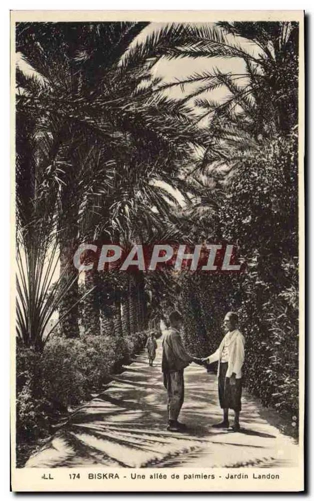 Biskra — Eine Palmenallee — Jardin Landon - Vorderseite