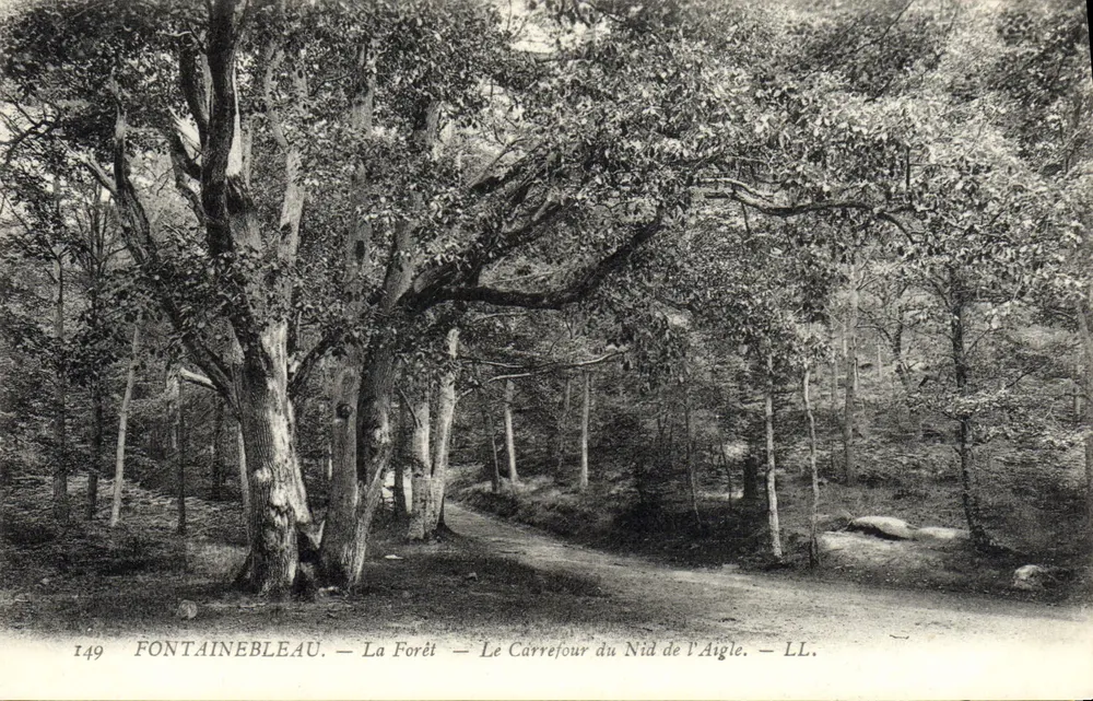 Fontainebleau — Der Wald — Der Carrefour du Nid de l'Aigle — LL. — N° 149 - Vorderseite
