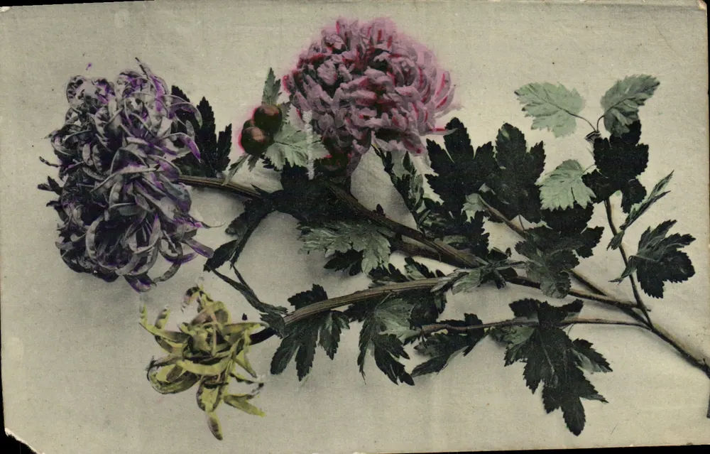 Fleurs de chrysanthème — composition botanique — éditeur non visible - Frente