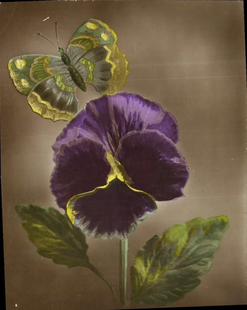 Papillon et pensée violette — illustration botanique — éditeur non visible - Frente