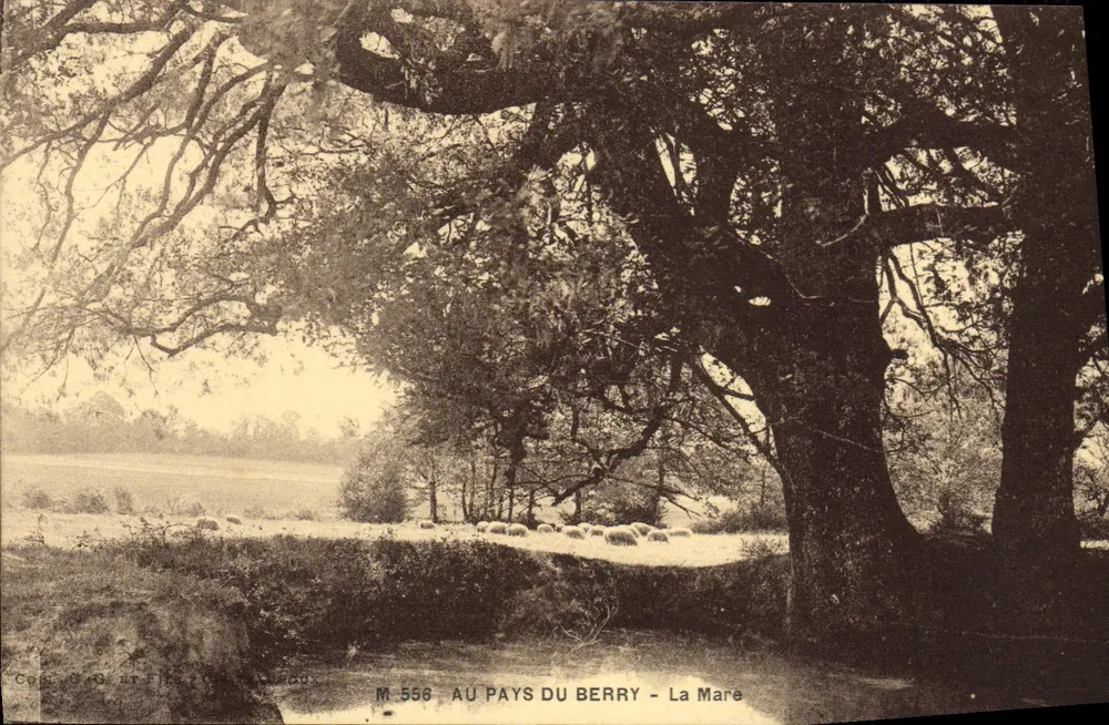 La Mare - No País do Berry — vista de uma grande árvore com rebanho de ovelhas — editor C. O. et F. L. Lusiaux, n° M 556 - Frente