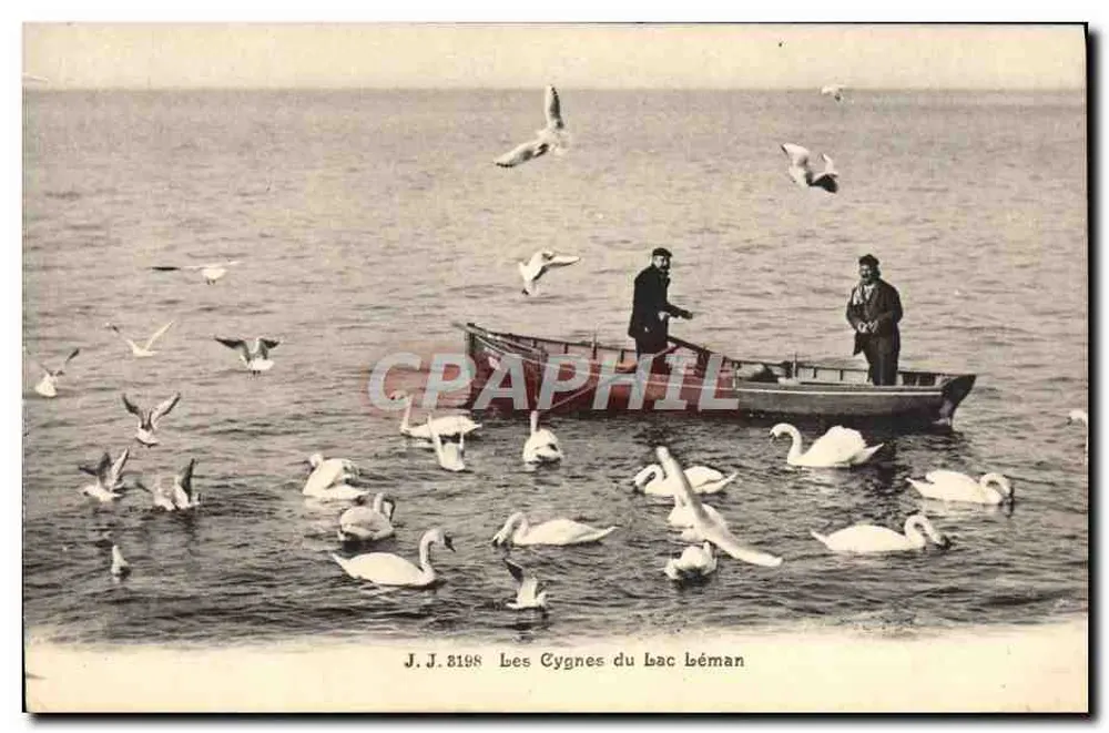 Os Cisnes do Lago Léman — J.J. 8198 — Jullien frères, Genebra - Frente