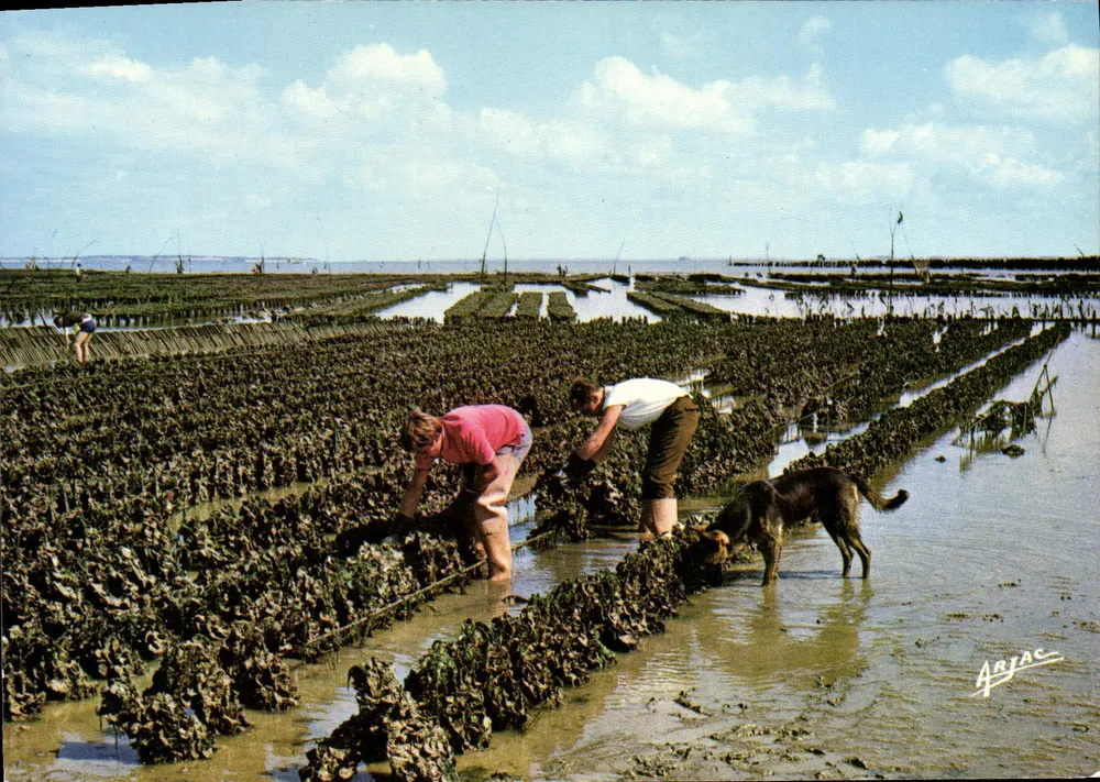 Oyster-Collector in Boyardville — Île d'Oléron — Éditions Oléronaises A. AC - Vorderseite