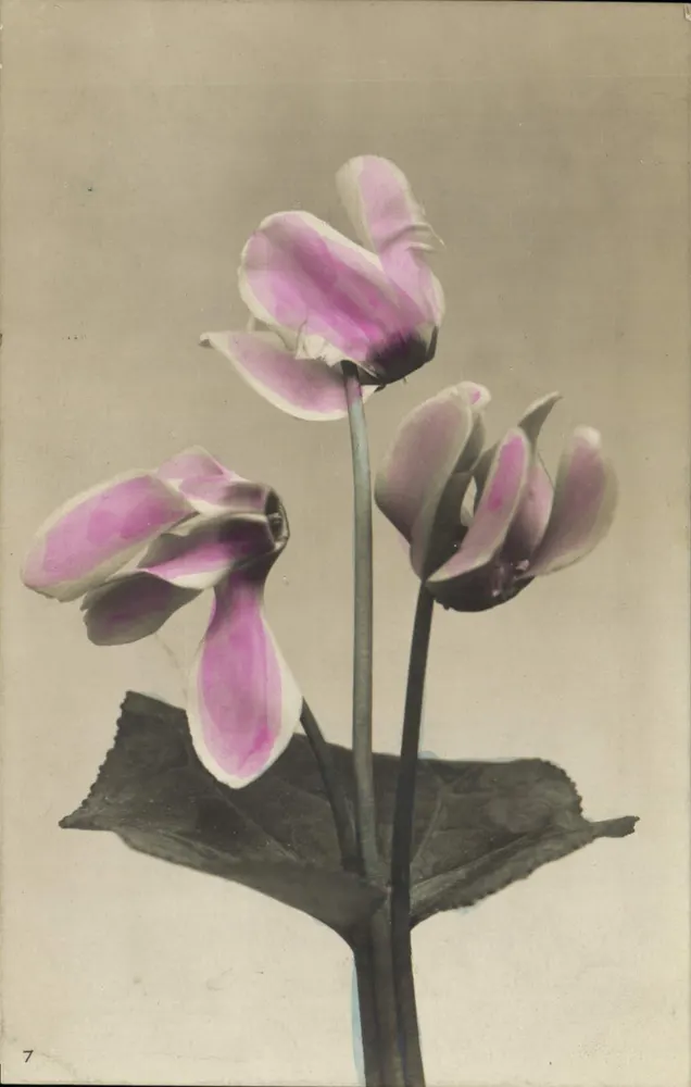 Ciclameno — flores rosa e brancas — série 7 - Frente