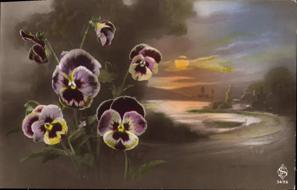 Pansies — widok zachodzącego słońca — S. & S. n° 3496 - Awers