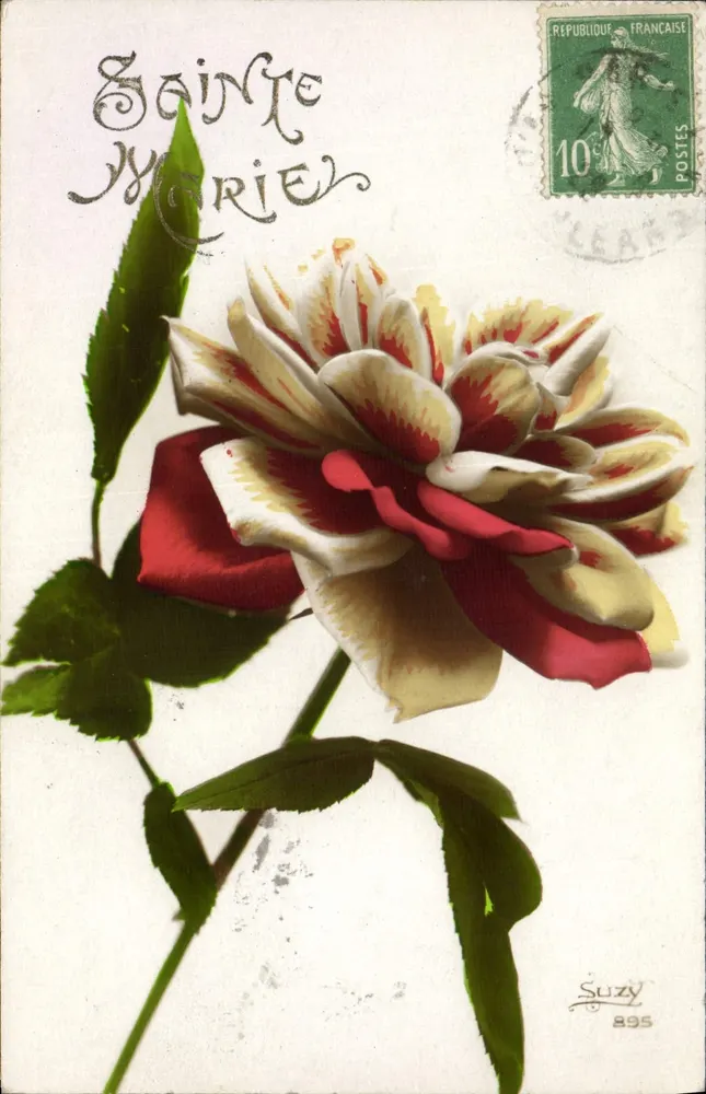 Santa Maria — Rosa decorativa — Suzy 895 - Frente