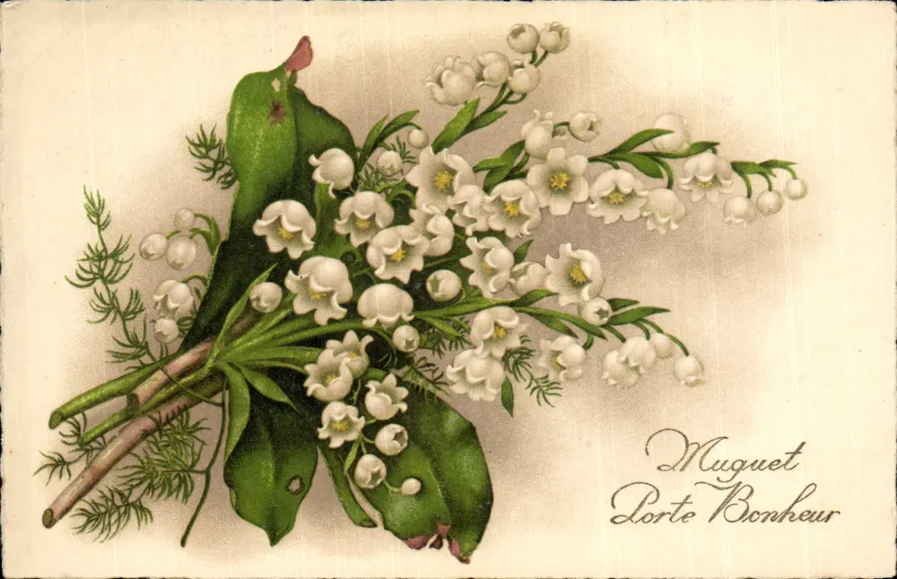 Lilie des Glücks — Lilien-Illustration — Verleger nicht sichtbar - Vorderseite
