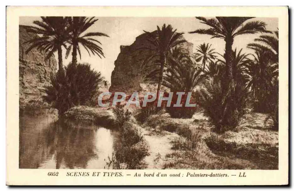 Am Rand eines Oueds: Dattelpalmen — SCENES ET TYPES — n° 6052 — LL - Vorderseite