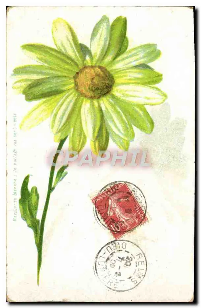 Margarida branca — desenho aquarelado — editor não identificado - Frente