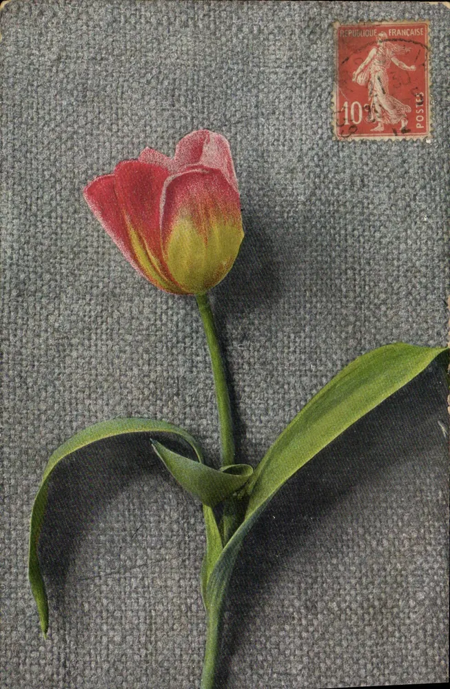 Tulipa — ilustração — série 107, n°4 - Frente