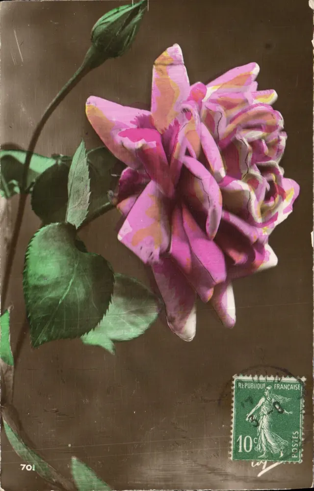 Rosas — variedade colorida — editor desconhecido, n° 701 - Frente