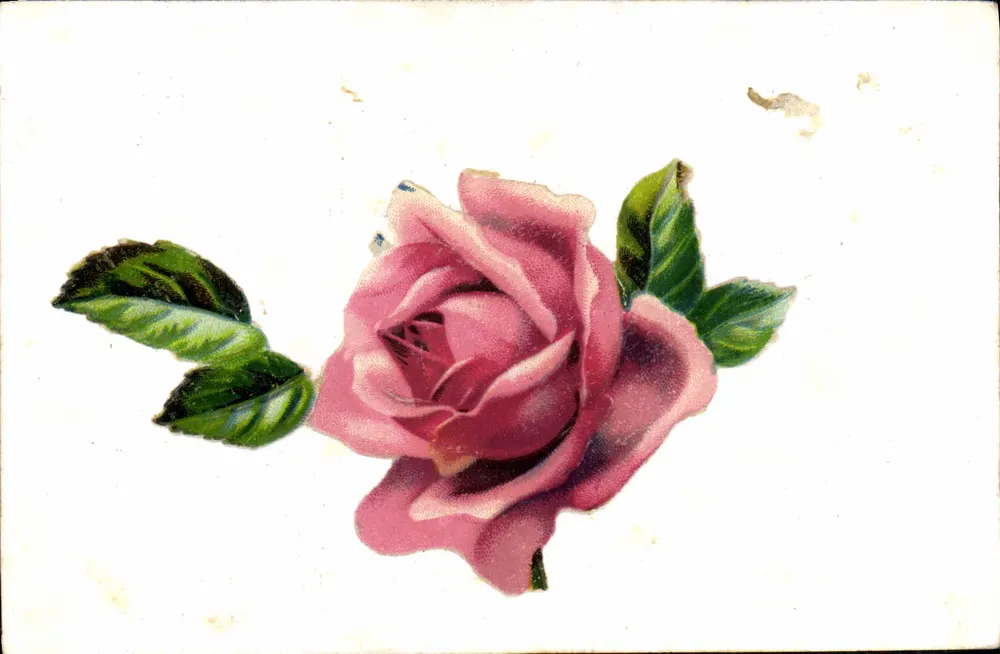 Rosa rosa — ilustração — Cartão postal francês - Frente