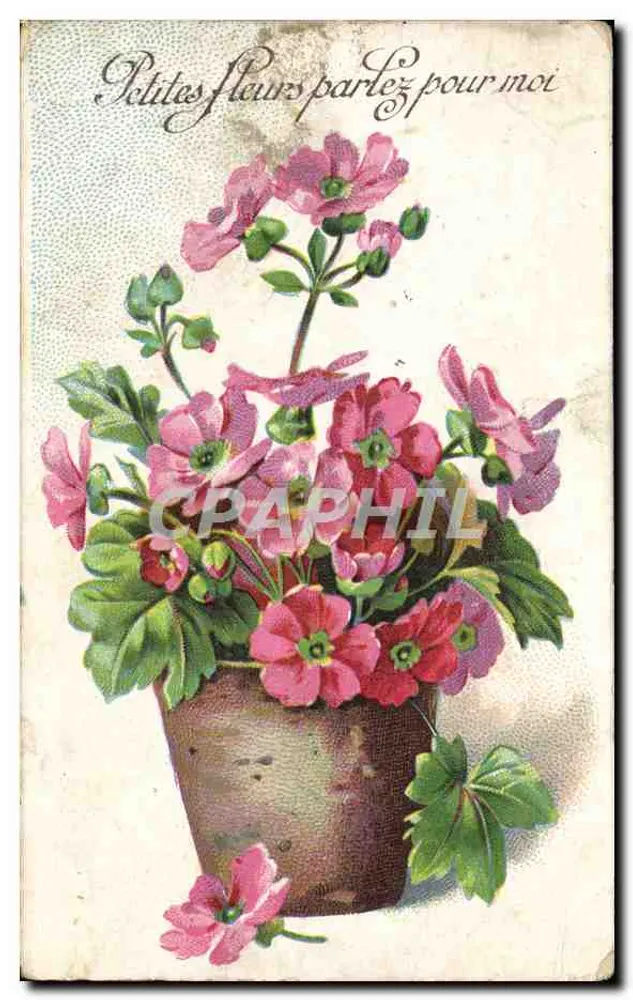 Bouquet de fleurs roses — dans un pot — éditeur anonyme - Frente