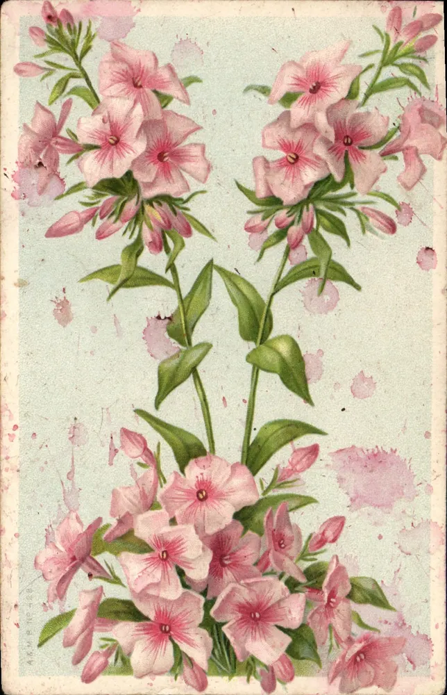Rode bloemen — botanische illustratie — serie-nummer niet zichtbaar - Voorkant