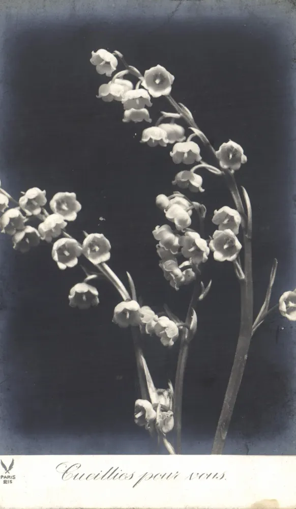 Lilies of the valley — Cucillies pour vous — Paris 215 - Recto