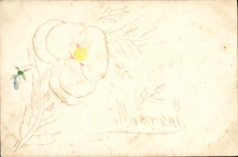 Flor desenhada — desenho a tinta e aquarela — Carte postale intérieure (França, Argélia, Tunísia) - Frente
