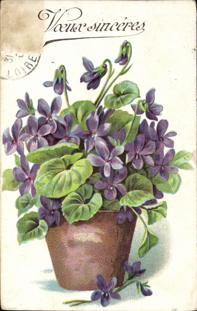 Violes em um vaso — Boas-vindas sinceras — J.C. Paris - Frente