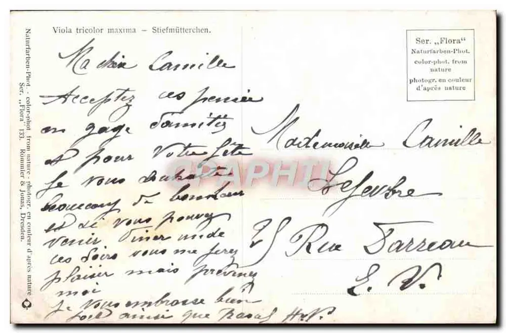 फूलों के बूंदें — विओला ट्राइकोलर मैक्सिमा — संपादक सीरीज़ „फ्लोरा“ - पीछे