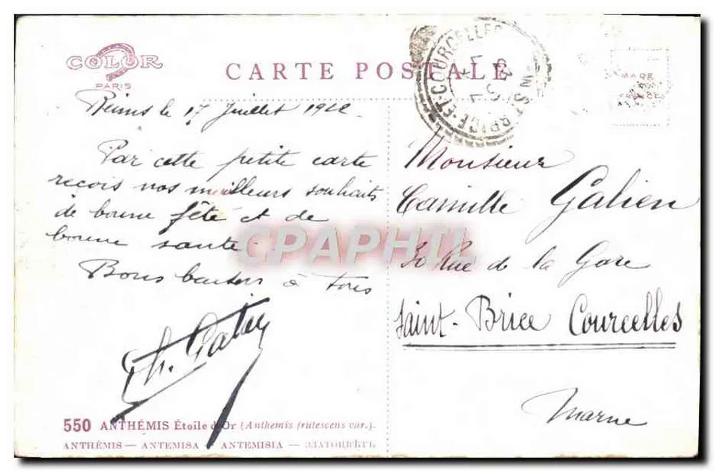 Bukiet anemis — Anthémis Étoile d'Or — wydawca Color Paris, nr 550 - Rewers
