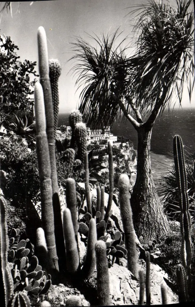 Exotischer Garten von Monaco — Symphonie in Weiß, Nolina recurvata — Ausgabe Exotischer Garten von Plaçoch - Vorderseite