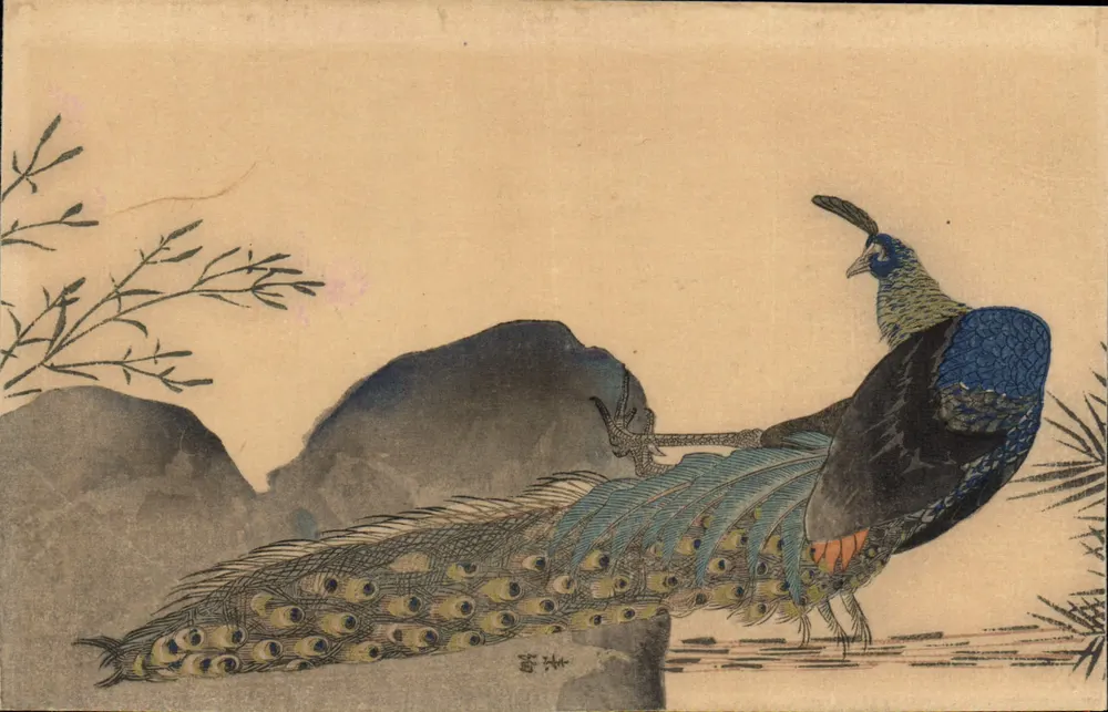 Pavão — ilustração japonesa — Editor: Tōkyō Bunka Gakuen (東京書美院) - Frente