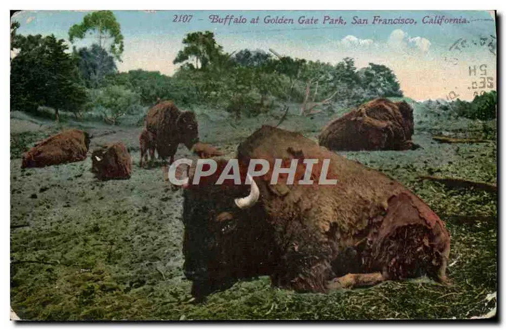 Buffalo at Golden Gate Park — scène de bison dans un parc — éditeur Edward H. Mitchell, San Francisco, n° 2107 - Vorderseite