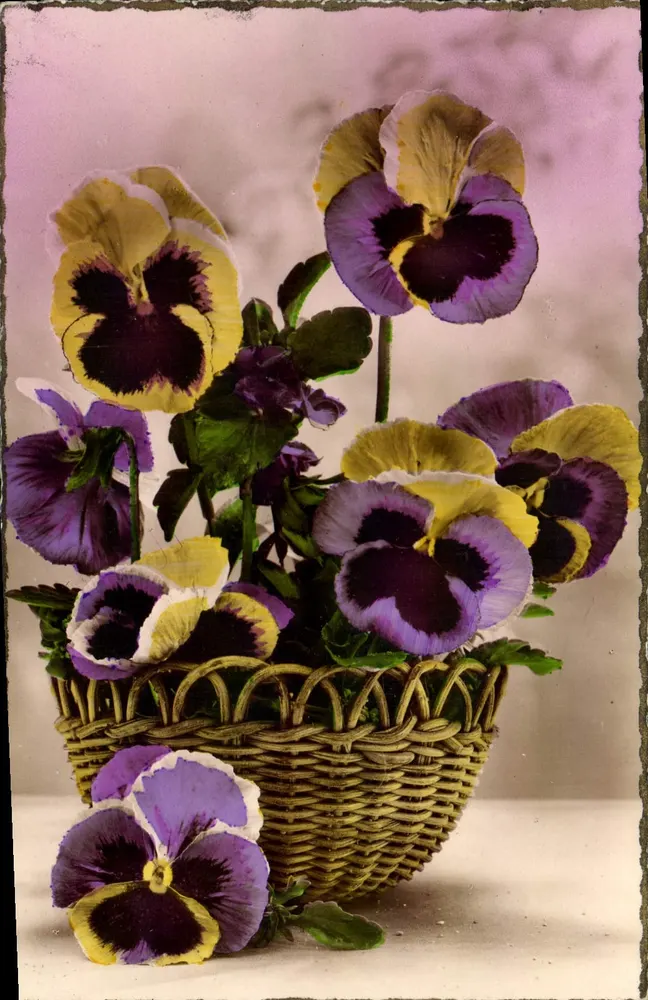 Pansies em um cesto — Edições de Luxe, Paris, n°495 - Frente