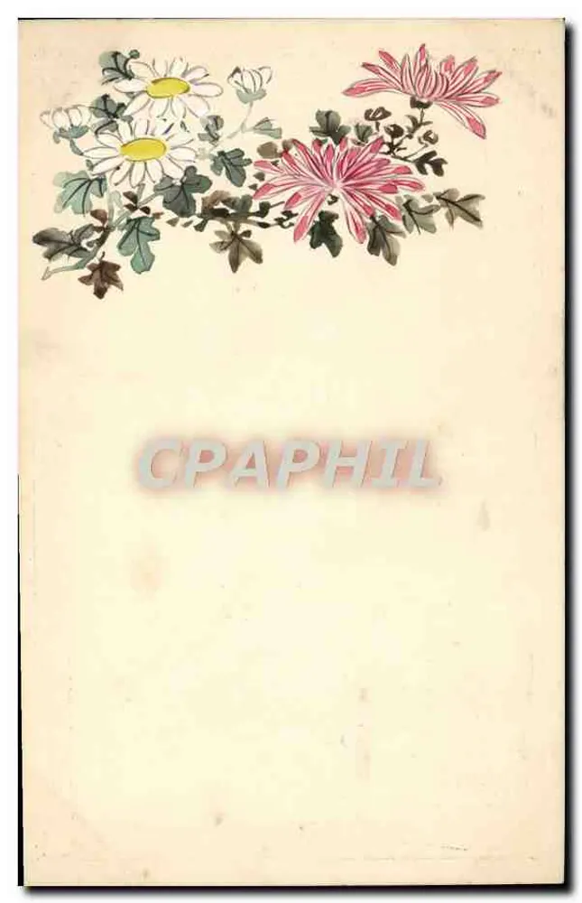 Flores de crisântemos — ilustração — editor desconhecido - Frente