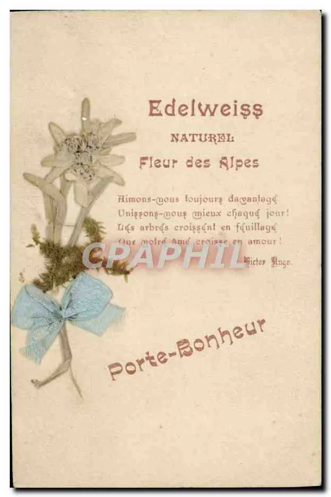 Edelweiss natural — Flor das Alpes — Porta-Bonheur - Frente