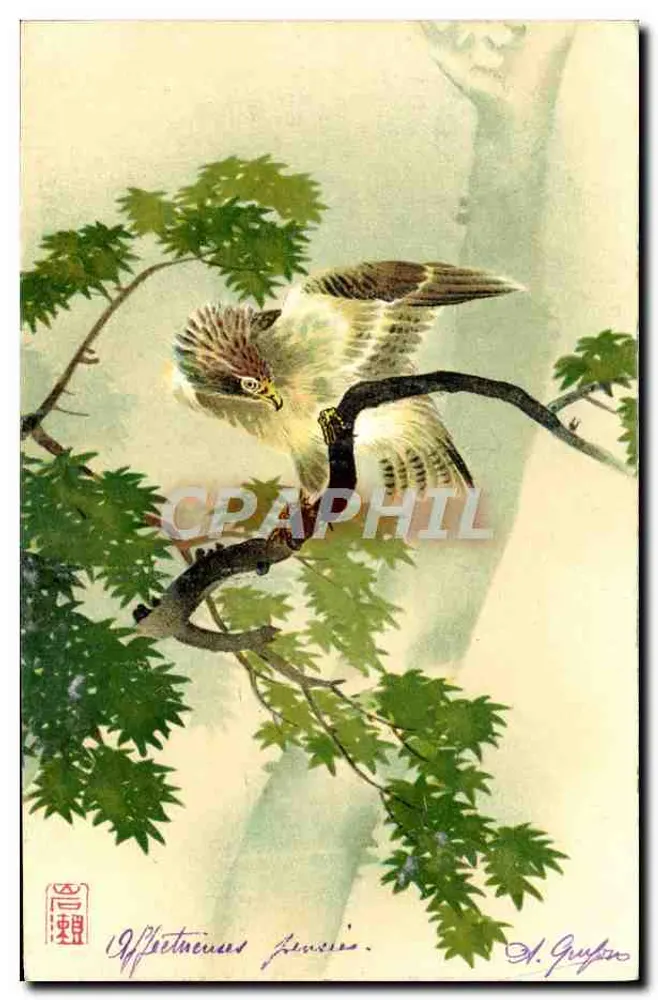Águia em galho — ilustração — A. Guyon - Frente