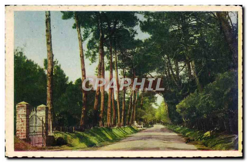 Noirmoutier — Uma trilha do bosque da Chaîze — Editor Delhommeau, n°4 - Frente