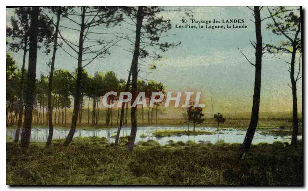 Landschaft der Landes — Die Kiefern, die Lagune, die Landes - Vorderseite