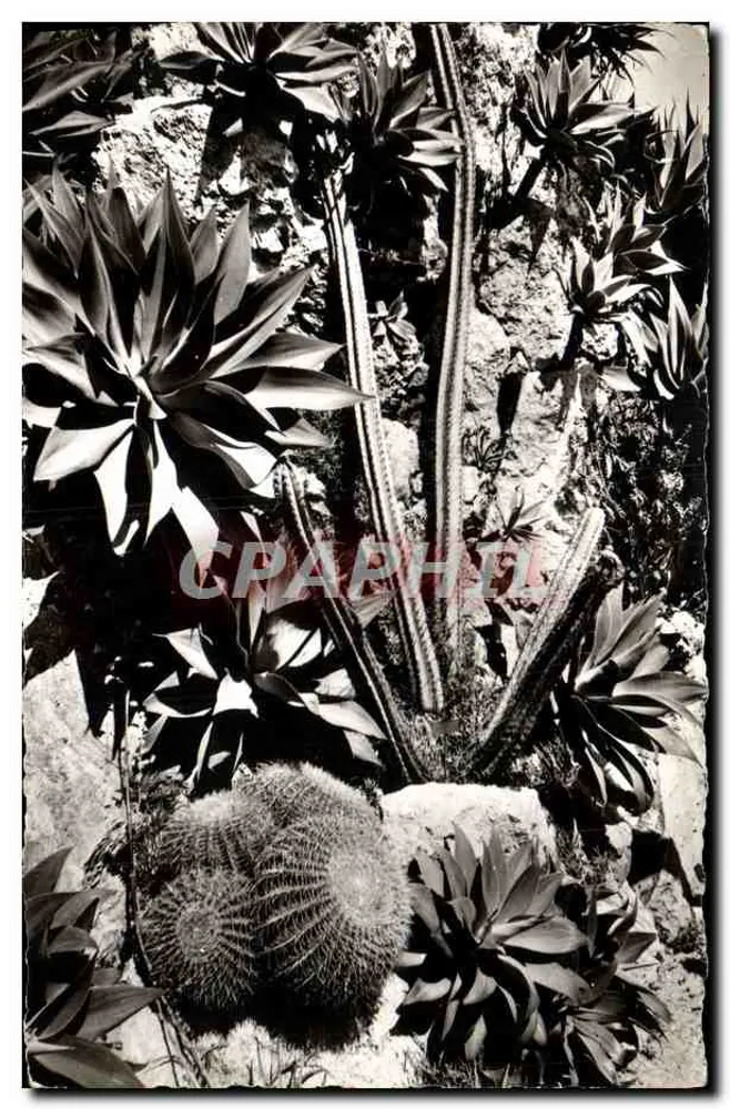 Jardim Exótico de Mônaco — Agaves, Echinocactus grusonii, Cereus divers — Edição Jardim Exótico Mônaco - Frente