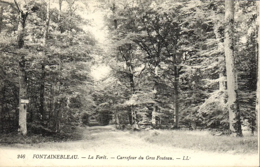 Fontainebleau — Die Forêt — Carrefour du Gros Fouteau — LL' — n°246 - Vorderseite