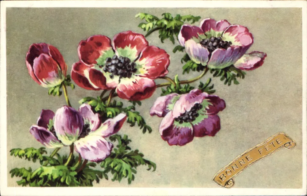Anêmonas coloridas — Boa festa — Carta postal ilustrada - Frente