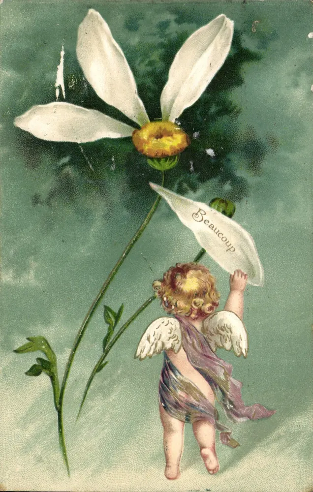 Caçador de flores — anjo brincando com uma margarida — número de série não visível - Frente