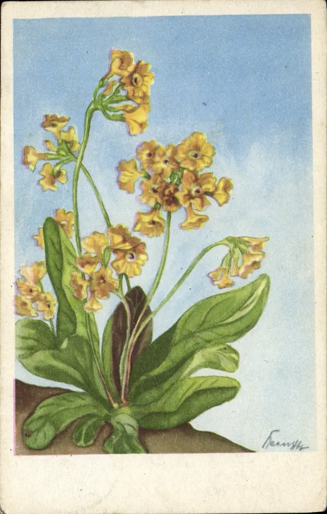 Felsen-Aurikel (Primula auricula L.) — ilustração botânica — editor Aguaréll H. A. Bass, Hamburg - Frente