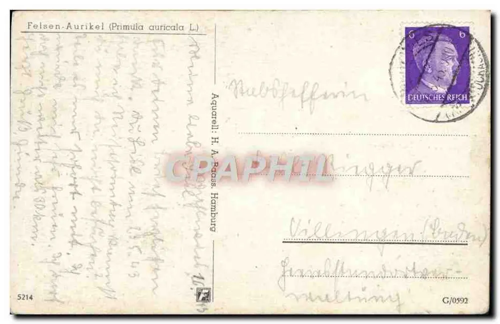Felsen-Aurikel (Primula auricula L.) — ilustração botânica — editor Aguaréll H. A. Bass, Hamburg - Verso