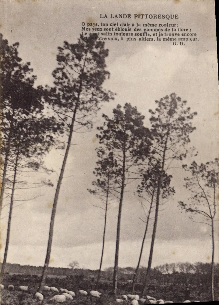 La Lande Pittoresque — paisagem de pinheiros e ovelhas — editor não identificado - Frente